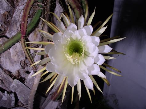 Florida Flowers And Gardens Night Blooming Cereus