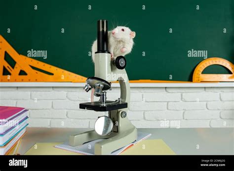 White Test Rat Sitting On Microscope Concept Testing Of Drugs