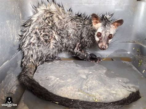 Cleaners Find Frightened Civet Cat In Airport Bathroom The Dodo