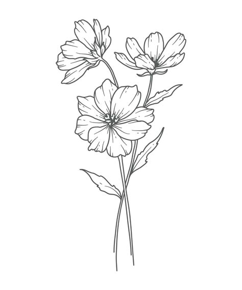 Cosmos Line Art. Cosmos outline Illustration. October Birth Month