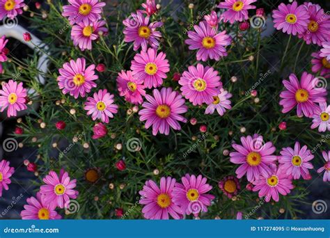Chrysanthemum Daisy From Top View Stock Image Image Of Park Close