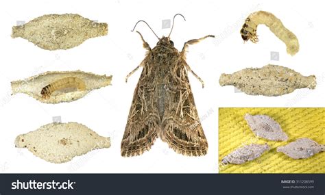 House Moth Stages Development Imago Larva Foto Stok 311208599