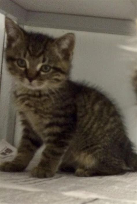 Check spelling or type a new query. Adopt Maine Coon mix a Brown Tabby Maine Coon / Mixed ...