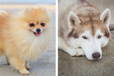 Pomsky This Pomeranian And Husky Mix Has Both The Brains And The Adorable Looks