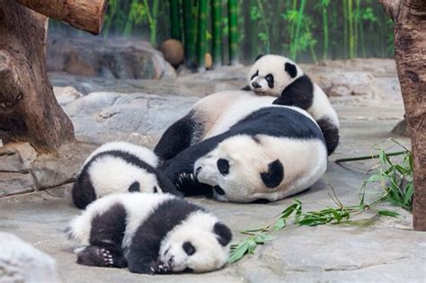 Rare Giant Panda Triplets Born 7292014 And Their Mother Juxiao