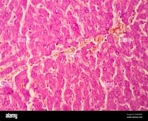 Human Liver Tissue Light Micrograph Stock Photo Alamy