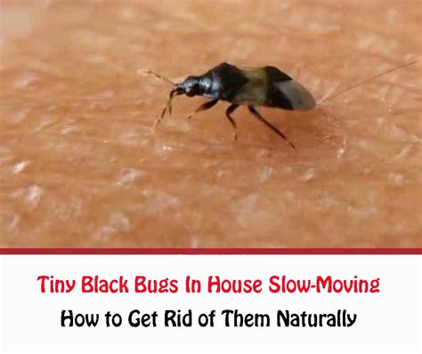 Tiny Black Bugs In House Slow Moving How To Get Rid Of Them Naturally