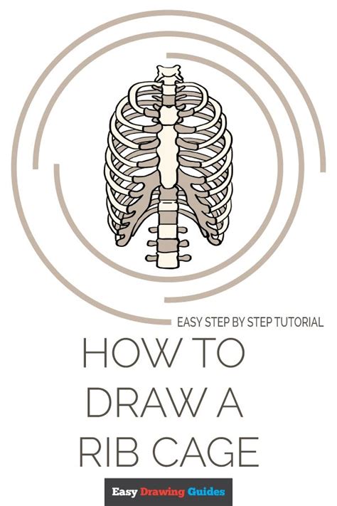 How To Draw A Rib Cage Really Easy Drawing Tutorial Drawing