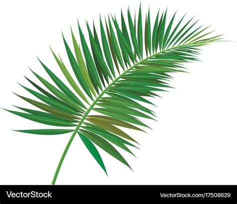 Palm Tree Branch Royalty Free Vector Image Vectorstock