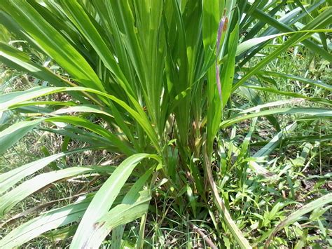 Jual bibit rumput gajah odot untuk pakan kelinci, kambing, sapi. HARGA JUAL BIBIT RUMPUT GAJAH ODOT DAN RUMPUT KING GRASS ...