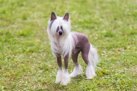 50 Ugly Dog Breeds Youll Love Parade Pets