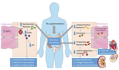 Modulation Of The Gut Microbiota By Resistant Starch As A Treatment Of