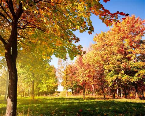 Free Download Colorful Autumn Landscape Autumn Leaves Autumn Trees