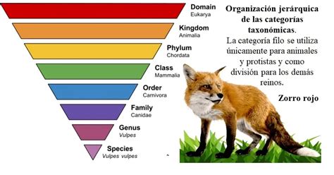Taxonom A De Los Seres Vivos