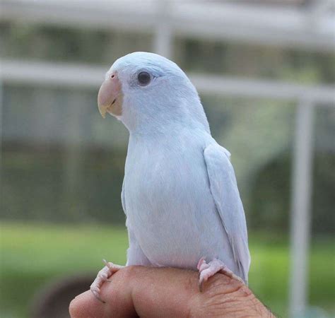 Beautiful Pristine White Parrotlet Free Shipping