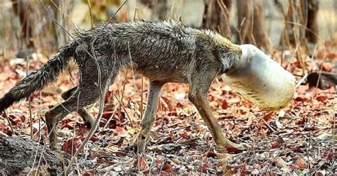 Nagpur Youths Rescue Starving Wolf Whose Head Was Stuck In A Plastic Jar