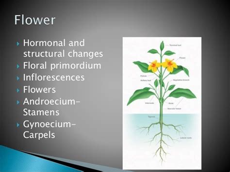 Sexual Reproduction In Angiosperms