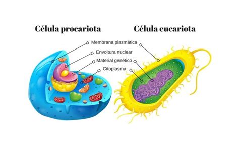 Comparacion Celulas Procariotas Y Eucariotas Dinami
