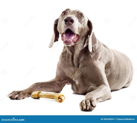 Dog With Bone Stock Photo Image Of Beauty Portrait 34324054