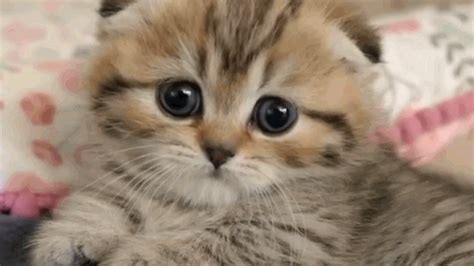 This Scottish Fold Munchkin Kitten Will Melt Your Heart