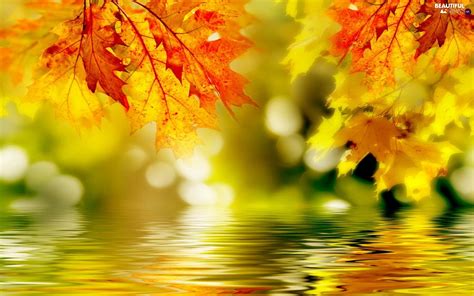 Water Autumn Leaf Beautiful Views Wallpapers 1680x1050