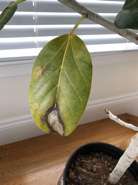 Ficus Audrey Showing Signs Of Sickness Any Help Is Appreciated