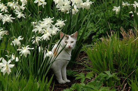 How to keep cats out of the garden? How To Repel Cats - Keeping Cats Out Of Garden Areas