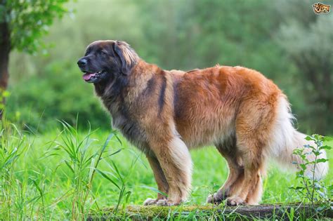Leonberger Dog Breed Facts Highlights And Buying Advice Pets4homes