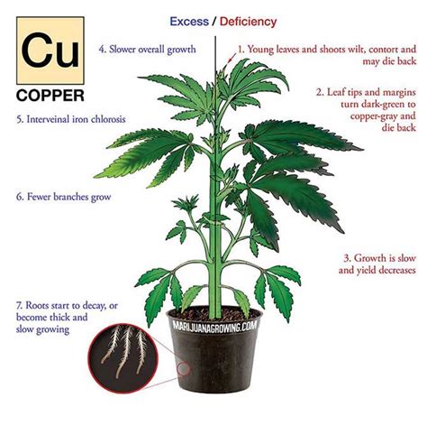 Copper Deficiency Plants