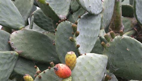 Different Types Of Cactus