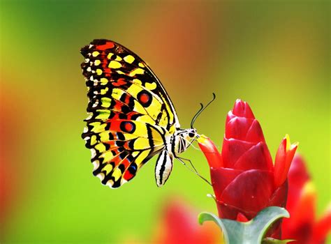 Download mewarnai gambar kupu kupu alamendah s blog. Terbang Seperti Kupu-Kupu - Aphrodite Part 5 - Nik Sukacita