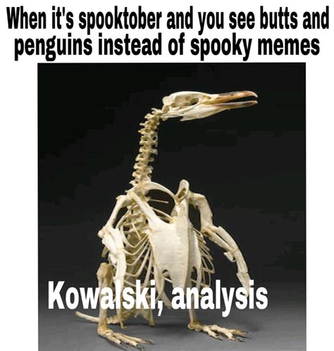 an all in one package sure to please the masses invest kowalski know your meme