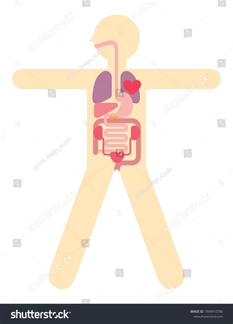 Diagramm Der Menschlichen Anatomie Illustration Der Stock Vektorgrafik