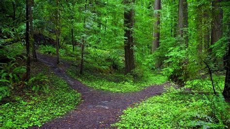 Forest Path Wallpaper Wallpapersafari