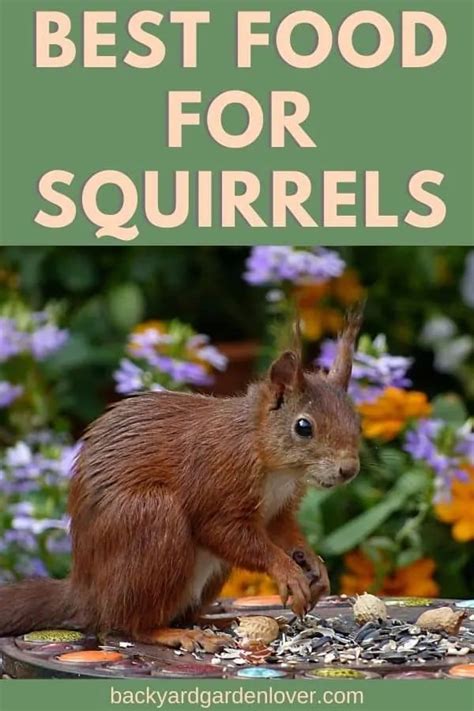 Best Food For Squirrels Food For Squirrels What Do Squirrels Eat