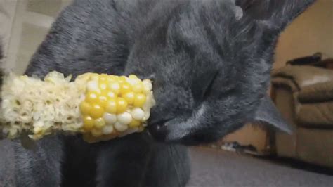 Before sharing, read about the risks and benefits for cats in this case, yes, cats can eat corn and it won't cause any harm. Cute Cats Eat Corn on the Cob - YouTube