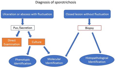 Detailed Scheme Of The Diagnosis Of Sporotrichosis Download