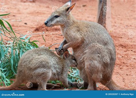 Mother And Baby Kangaroos Royalty Free Stock Photography Image 20520287
