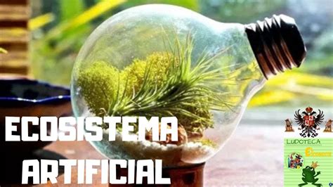 ¿cómo Crear Un Ecosistema Artificial En Casa Youtube