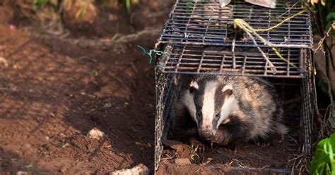 Badger Cull Made Tb Crisis Worse