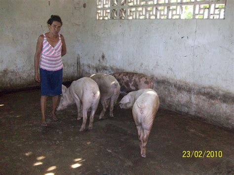 jovenes rurales asociación de porcicultores de chimichagua “asoporchi