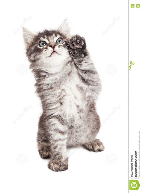 Cute Kitten With High Five Paw Stock Image Image Of