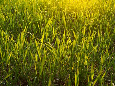 Annual Ryegrass & Fescue :: Russell Feed & Supply