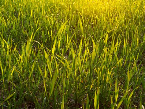 Is it true you can plant grass seed in the winter over the snow? Gulf Annual Ryegrass Seed :: Ark Country Store