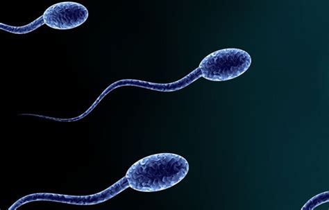 How To Cure Abnormal Sperm Abnormal Sperm Treatment How To Cure