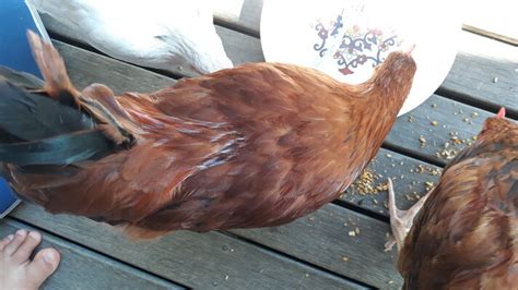 saddle feathers backyard chickens learn how to raise chickens