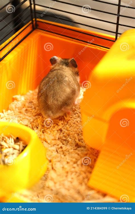 Cute Little Fluffy Hamster Playing In Cage Stock Image Image Of Breed