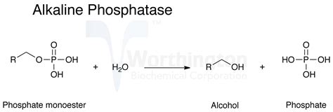 Alkaline phosphatase (alp) refers to a family of enzymes that catalyze hydrolysis of phosphate esters at an alkaline ph. Alkaline phosphatase. Causes, symptoms, treatment Alkaline ...