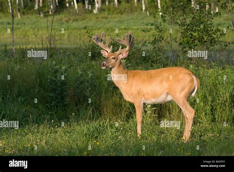 White Tailed Buck In Summer Stock Photo Alamy
