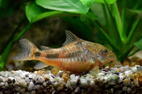 Ikan Corydoras Jenis Dan Panduan Perawatan Ikanpedia